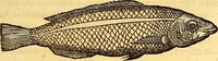 Picture 145 of 837 from Gvlielmi Rondeletii ... Libri de piscibus marinis, in quibus veræ piscium effigies expressæ sunt .. (1554), leaf 212
