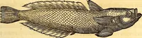 Picture 147 of 837 from Gvlielmi Rondeletii ... Libri de piscibus marinis, in quibus veræ piscium effigies expressæ sunt .. (1554), leaf 214
