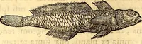 Picture 149 of 837 from Gvlielmi Rondeletii ... Libri de piscibus marinis, in quibus veræ piscium effigies expressæ sunt .. (1554), leaf 219