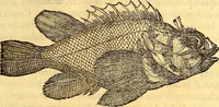 Picture 152 of 837 from Gvlielmi Rondeletii ... Libri de piscibus marinis, in quibus veræ piscium effigies expressæ sunt .. (1554), leaf 220