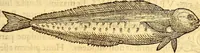 Picture 156 of 837 from Gvlielmi Rondeletii ... Libri de piscibus marinis, in quibus veræ piscium effigies expressæ sunt .. (1554), leaf 224