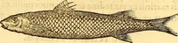 Picture 162 of 837 from Gvlielmi Rondeletii ... Libri de piscibus marinis, in quibus veræ piscium effigies expressæ sunt .. (1554), leaf 232
