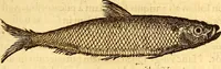 An illustration from Gvlielmi Rondeletii ... Libri de piscibus marinis, in quibus veræ piscium effigies expressæ sunt .. (1554)