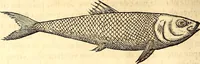 Picture 172 of 837 from Gvlielmi Rondeletii ... Libri de piscibus marinis, in quibus veræ piscium effigies expressæ sunt .. (1554), leaf 239