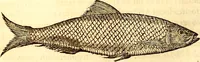 Picture 174 of 837 from Gvlielmi Rondeletii ... Libri de piscibus marinis, in quibus veræ piscium effigies expressæ sunt .. (1554), leaf 239