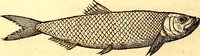 Picture 176 of 837 from Gvlielmi Rondeletii ... Libri de piscibus marinis, in quibus veræ piscium effigies expressæ sunt .. (1554), leaf 241