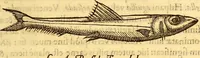 An illustration from Gvlielmi Rondeletii ... Libri de piscibus marinis, in quibus veræ piscium effigies expressæ sunt .. (1554)