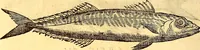 An illustration from Gvlielmi Rondeletii ... Libri de piscibus marinis, in quibus veræ piscium effigies expressæ sunt .. (1554)
