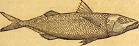 An illustration from Gvlielmi Rondeletii ... Libri de piscibus marinis, in quibus veræ piscium effigies expressæ sunt .. (1554)