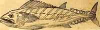 An illustration from Gvlielmi Rondeletii ... Libri de piscibus marinis, in quibus veræ piscium effigies expressæ sunt .. (1554)