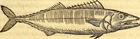 An illustration from Gvlielmi Rondeletii ... Libri de piscibus marinis, in quibus veræ piscium effigies expressæ sunt .. (1554)