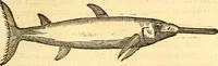 Picture 200 of 837 from Gvlielmi Rondeletii ... Libri de piscibus marinis, in quibus veræ piscium effigies expressæ sunt .. (1554), leaf 270