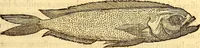 An illustration from Gvlielmi Rondeletii ... Libri de piscibus marinis, in quibus veræ piscium effigies expressæ sunt .. (1554)