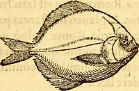 Picture 208 of 837 from Gvlielmi Rondeletii ... Libri de piscibus marinis, in quibus veræ piscium effigies expressæ sunt .. (1554), leaf 276