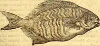 An illustration from Gvlielmi Rondeletii ... Libri de piscibus marinis, in quibus veræ piscium effigies expressæ sunt .. (1554)