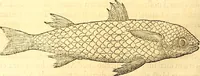 An illustration from Gvlielmi Rondeletii ... Libri de piscibus marinis, in quibus veræ piscium effigies expressæ sunt .. (1554)