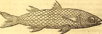 Picture 213 of 837 from Gvlielmi Rondeletii ... Libri de piscibus marinis, in quibus veræ piscium effigies expressæ sunt .. (1554), leaf 281