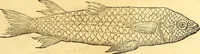 An illustration from Gvlielmi Rondeletii ... Libri de piscibus marinis, in quibus veræ piscium effigies expressæ sunt .. (1554)