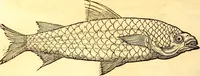 An illustration from Gvlielmi Rondeletii ... Libri de piscibus marinis, in quibus veræ piscium effigies expressæ sunt .. (1554)