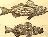 An illustration from Gvlielmi Rondeletii ... Libri de piscibus marinis, in quibus veræ piscium effigies expressæ sunt .. (1554)