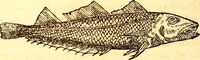 Picture 223 of 837 from Gvlielmi Rondeletii ... Libri de piscibus marinis, in quibus veræ piscium effigies expressæ sunt .. (1554), leaf 295