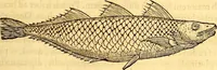 Picture 228 of 837 from Gvlielmi Rondeletii ... Libri de piscibus marinis, in quibus veræ piscium effigies expressæ sunt .. (1554), leaf 298