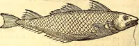 Picture 229 of 837 from Gvlielmi Rondeletii ... Libri de piscibus marinis, in quibus veræ piscium effigies expressæ sunt .. (1554), leaf 299