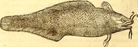 Picture 232 of 837 from Gvlielmi Rondeletii ... Libri de piscibus marinis, in quibus veræ piscium effigies expressæ sunt .. (1554), leaf 301