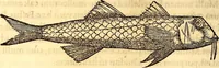 An illustration from Gvlielmi Rondeletii ... Libri de piscibus marinis, in quibus veræ piscium effigies expressæ sunt .. (1554)