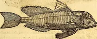 Picture 242 of 837 from Gvlielmi Rondeletii ... Libri de piscibus marinis, in quibus veræ piscium effigies expressæ sunt .. (1554), leaf 314