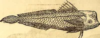 Picture 243 of 837 from Gvlielmi Rondeletii ... Libri de piscibus marinis, in quibus veræ piscium effigies expressæ sunt .. (1554), leaf 315