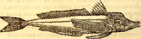An illustration from Gvlielmi Rondeletii ... Libri de piscibus marinis, in quibus veræ piscium effigies expressæ sunt .. (1554)
