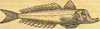 Picture 246 of 837 from Gvlielmi Rondeletii ... Libri de piscibus marinis, in quibus veræ piscium effigies expressæ sunt .. (1554), leaf 316