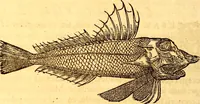 Picture 247 of 837 from Gvlielmi Rondeletii ... Libri de piscibus marinis, in quibus veræ piscium effigies expressæ sunt .. (1554), leaf 317