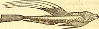 Picture 252 of 837 from Gvlielmi Rondeletii ... Libri de piscibus marinis, in quibus veræ piscium effigies expressæ sunt .. (1554), leaf 323