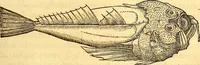 An illustration from Gvlielmi Rondeletii ... Libri de piscibus marinis, in quibus veræ piscium effigies expressæ sunt .. (1554)