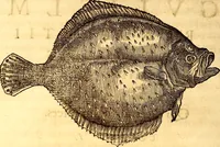 An illustration from Gvlielmi Rondeletii ... Libri de piscibus marinis, in quibus veræ piscium effigies expressæ sunt .. (1554)