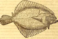 Picture 260 of 837 from Gvlielmi Rondeletii ... Libri de piscibus marinis, in quibus veræ piscium effigies expressæ sunt .. (1554), leaf 331