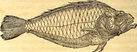 Picture 263 of 837 from Gvlielmi Rondeletii ... Libri de piscibus marinis, in quibus veræ piscium effigies expressæ sunt .. (1554), leaf 333