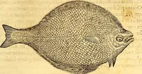 Picture 271 of 837 from Gvlielmi Rondeletii ... Libri de piscibus marinis, in quibus veræ piscium effigies expressæ sunt .. (1554), leaf 338