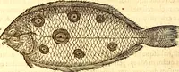 Picture 276 of 837 from Gvlielmi Rondeletii ... Libri de piscibus marinis, in quibus veræ piscium effigies expressæ sunt .. (1554), leaf 341