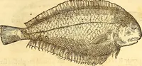 Picture 278 of 837 from Gvlielmi Rondeletii ... Libri de piscibus marinis, in quibus veræ piscium effigies expressæ sunt .. (1554), leaf 342