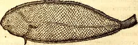 An illustration from Gvlielmi Rondeletii ... Libri de piscibus marinis, in quibus veræ piscium effigies expressæ sunt .. (1554)