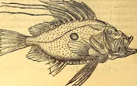 An illustration from Gvlielmi Rondeletii ... Libri de piscibus marinis, in quibus veræ piscium effigies expressæ sunt .. (1554)