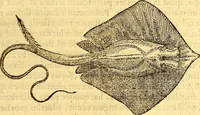 Picture 291 of 837 from Gvlielmi Rondeletii ... Libri de piscibus marinis, in quibus veræ piscium effigies expressæ sunt .. (1554), leaf 350