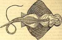 Picture 293 of 837 from Gvlielmi Rondeletii ... Libri de piscibus marinis, in quibus veræ piscium effigies expressæ sunt .. (1554), leaf 357