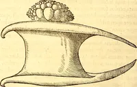 Picture 295 of 837 from Gvlielmi Rondeletii ... Libri de piscibus marinis, in quibus veræ piscium effigies expressæ sunt .. (1554), leaf 361