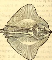Picture 297 of 837 from Gvlielmi Rondeletii ... Libri de piscibus marinis, in quibus veræ piscium effigies expressæ sunt .. (1554), leaf 363