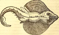 An illustration from Gvlielmi Rondeletii ... Libri de piscibus marinis, in quibus veræ piscium effigies expressæ sunt .. (1554)