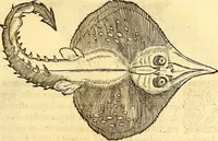 Picture 301 of 837 from Gvlielmi Rondeletii ... Libri de piscibus marinis, in quibus veræ piscium effigies expressæ sunt .. (1554), leaf 366